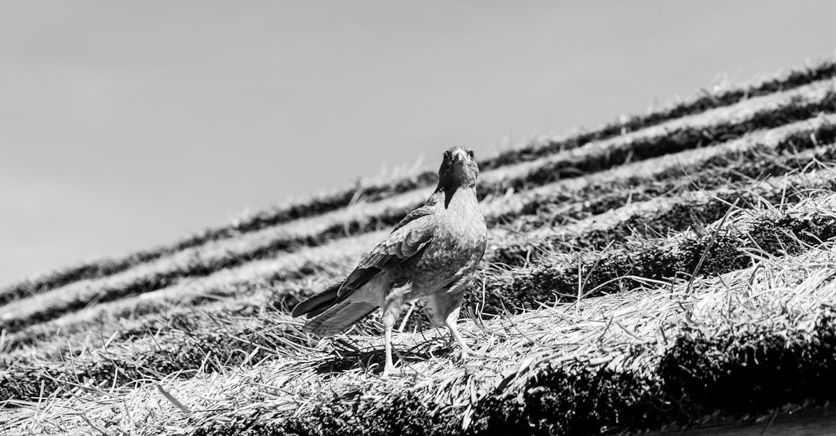 Customer Expectations for Residential Junk Removal Services