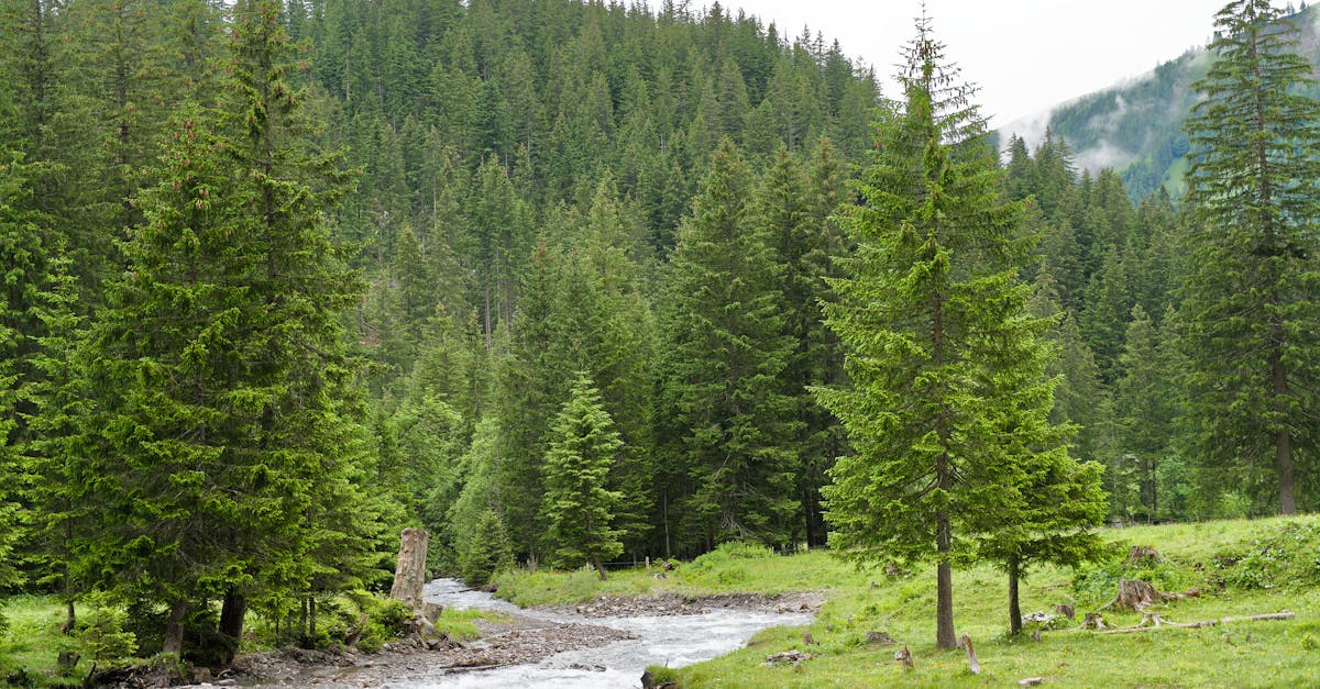 How to Maximise Savings with Promotional Offers on Junk Services